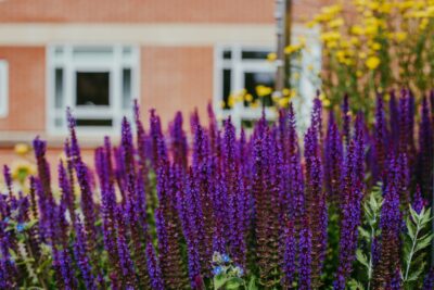 Tall purple flowers bloom in the foreground, beautifully maintained as part of careful housekeeping, with yellow flowers and a brick building with white-framed windows blurred in the background.
