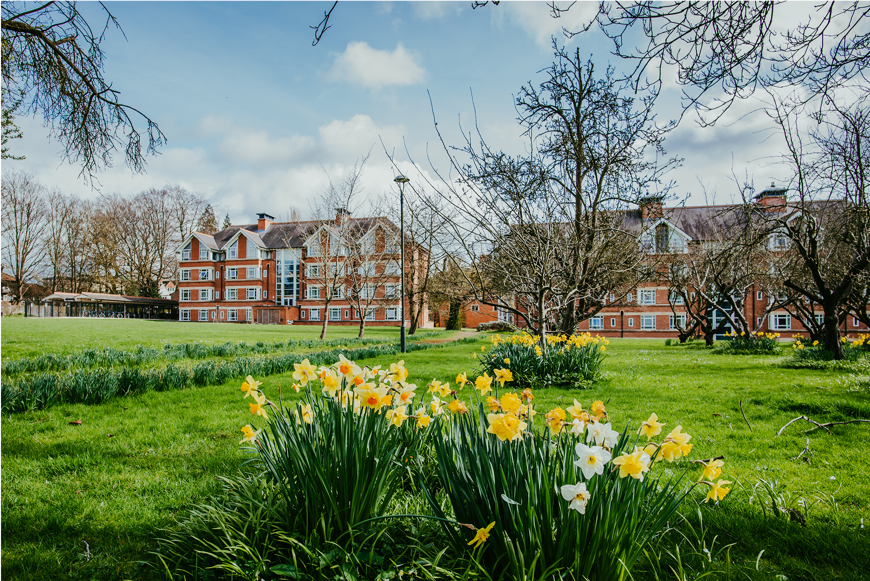 Daffodils from the Orchard
