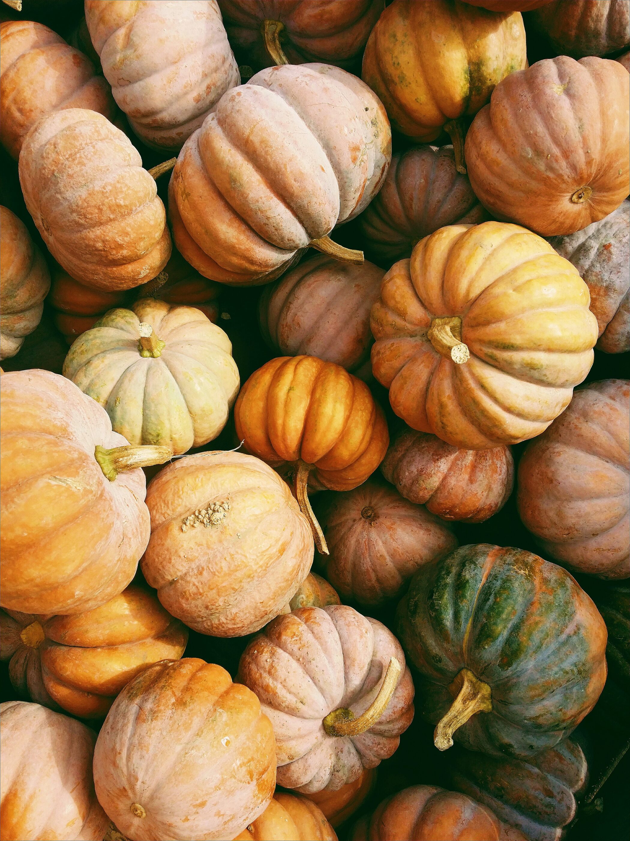 Pumpkins photo from Unsplash